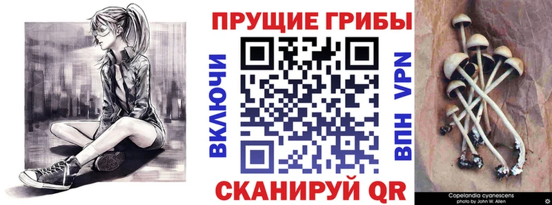 Псилоцибиновые грибы Psilocybine cubensis  hydra как зайти  Кохма  продажа наркотиков 
